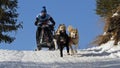 Dog sledding winter race, Zuberec, Slovakia, Mushing