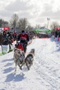 Dog sledding in a winter wonderland