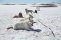 Dog sledge having a stop