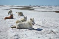 Dog sledge having a stop