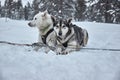 Dog sledge having a stop, resting dogs