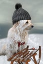 Dog with sledge in snow