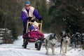 Dog Sledging Royalty Free Stock Photo