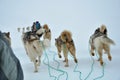 Dog sledging trip, running dog Royalty Free Stock Photo