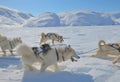 Dog sledging trip in winter Royalty Free Stock Photo