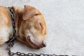 A dog sleep on floor with chain