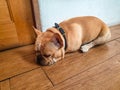 Dog sleep on the floor ground.