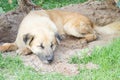 Dog sleep on green grass