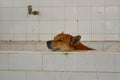 Dog sleep on washing basin Royalty Free Stock Photo