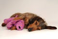 Dog sleeping Royalty Free Stock Photo