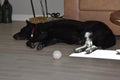 Dog sleeping with back paws in sunlight