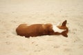 Dog sleeping back side on sand