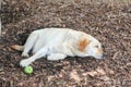 dog sleeping at backyard