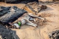 Dog sleeping on the beach Royalty Free Stock Photo