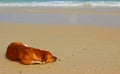 Dog sleeping on the beach Royalty Free Stock Photo