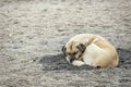 Dog sleeping on the beach Royalty Free Stock Photo