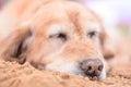 Dog sleeping on the beach with nose covered in sand Royalty Free Stock Photo