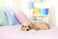 Dog sleeping on bed. Puppy taking nap Royalty Free Stock Photo