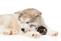 Dog sleeping with cat. isolated on white background Royalty Free Stock Photo