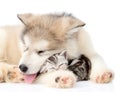 Dog sleeping with cat. isolated on white background Royalty Free Stock Photo