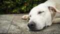 The dog is sleeping on cement background, The dog is sleeping on Royalty Free Stock Photo