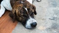 The dog is sleeping on cement background, The dog is sleeping on Royalty Free Stock Photo