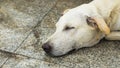 The dog is sleeping on cement background, The dog is sleeping on Royalty Free Stock Photo