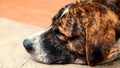 The dog is sleeping on cement background, The dog is sleeping on Royalty Free Stock Photo