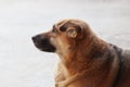 Dog sleeping on cement floor Royalty Free Stock Photo