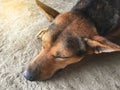 dog sleeping on cement floor Royalty Free Stock Photo