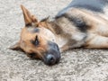 Dog sleeping on cement floor Royalty Free Stock Photo