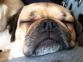 Dog sleeping close up landscape Royalty Free Stock Photo