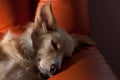 Dog sleeping on couch Royalty Free Stock Photo