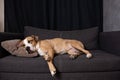Dog sleeping on the couch. Royalty Free Stock Photo