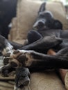 A Dog sleeping on the couch with his paws in the foreground Royalty Free Stock Photo