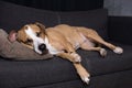 Dog sleeping on the couch. Royalty Free Stock Photo