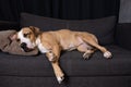 Dog sleeping on the couch. Royalty Free Stock Photo