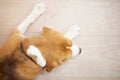 Dog sleeping on floor Royalty Free Stock Photo