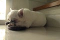 Dog sleeping on the floor at the square spot of warm sun light from the door