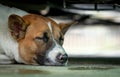 Dog sleeping on floor under the car. Cute animal. Closeup face of sleeping dog. Tired dog take a nap. Sweet dream. Long rest.