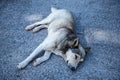 Dog Sleeping at the Glass Floored Viewpoint at Cabo Girao near Camara de Lobos on the Island of Madeira