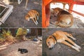 Dog sleeping. Goa Royalty Free Stock Photo
