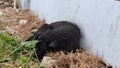 An exhausted dog sleeping on the side of the road Royalty Free Stock Photo