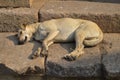 A dog is sleeping at hauz khas lake and garden from the hauz khas fort at hauz khas village at winter foggy morning Royalty Free Stock Photo