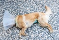Dog is sleeping after infertile surgery with protection collar