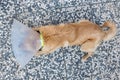 Dog is sleeping after infertile surgery with protection collar