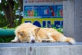 A dog sleeping Royalty Free Stock Photo