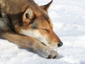 Dog is sleeping lying on snow. Ginger fur