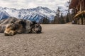 Dog sleeping on mountain road. Snow-capped mountains at the background.