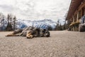 Dog sleeping on mountain road. Snow-capped mountains at the background.